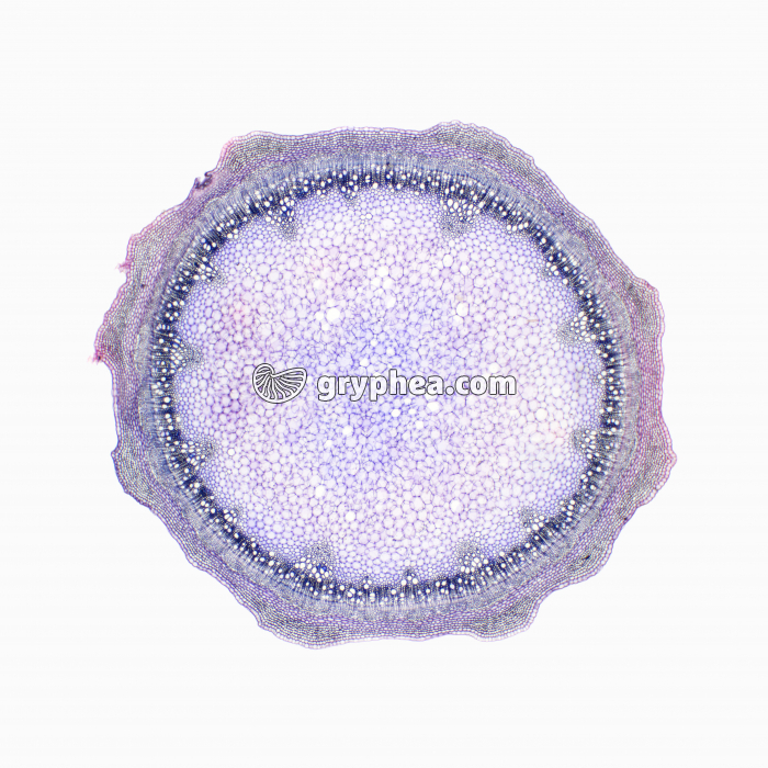 Tige de Sureau str - gryphea.com